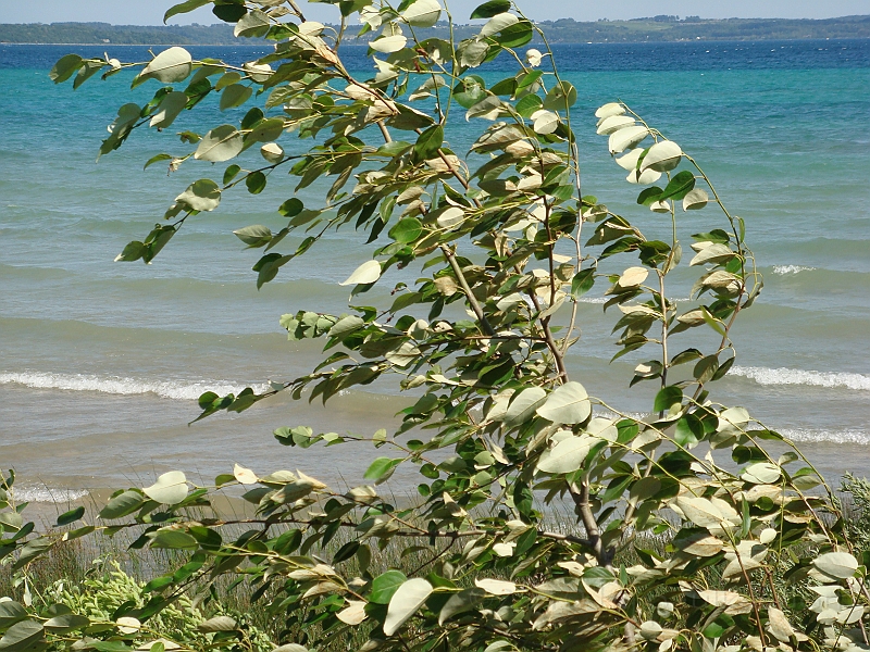 Western Michigan [2010] 569.JPG - Scenes from our trip to Western Michigan. Some places along the way were Ludington, Sleep Bear Dunes, and Traverse City.